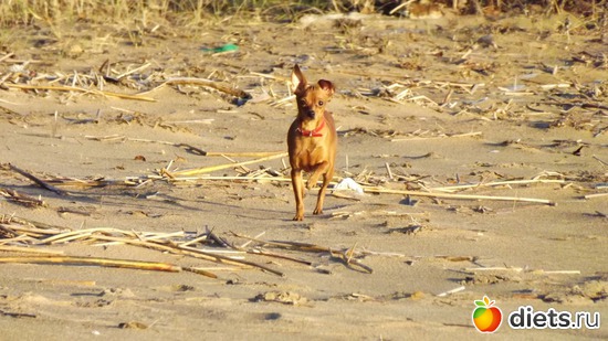 �� ������., ������: ��� ����.