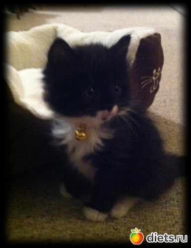 Cookie, ������: Simply me!