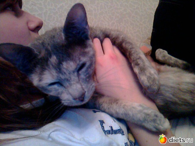 21 фото: Кошки и собаки! Все наши!