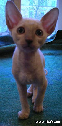 Кошки и собаки! Все наши!