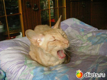 Кошки и собаки! Все наши!