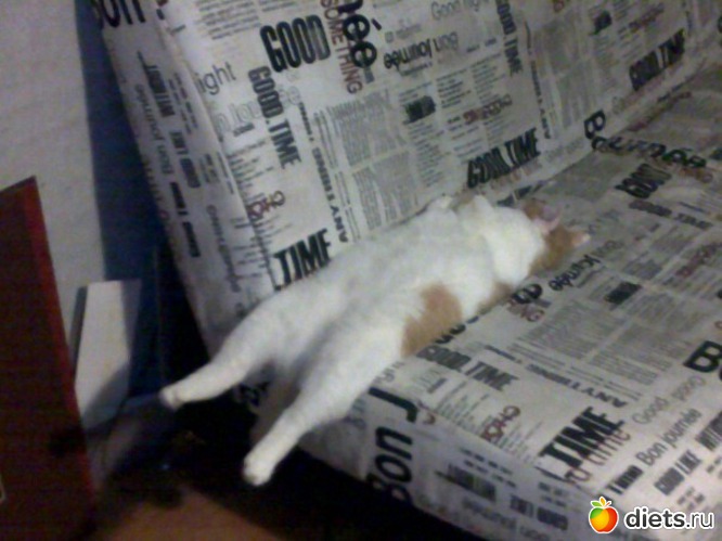 24 фото: Кошки и собаки! Все наши!