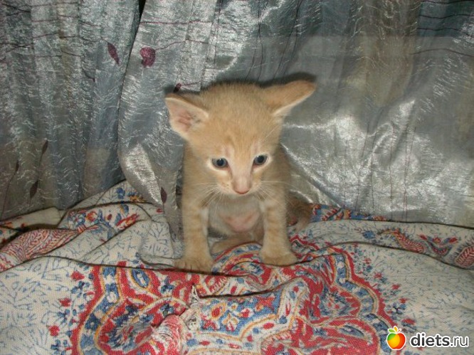 25 фото: Кошки и собаки! Все наши!