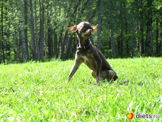 28 фото: Кошки и собаки! Все наши!