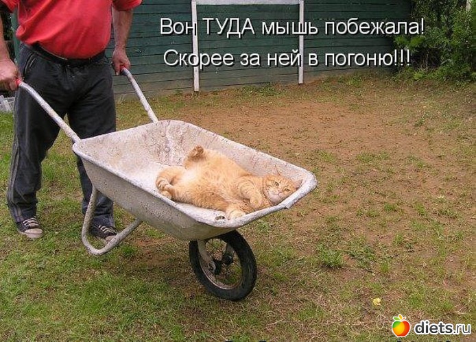 17 ����: ����