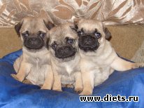 щенки мопса