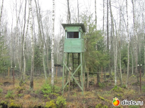 Высоко сидели, далеко глядели, альбом: Осенний День рожденья