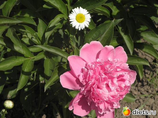 2 ����: ��� ����