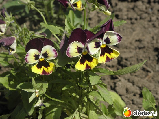 4 ����: ��� ����