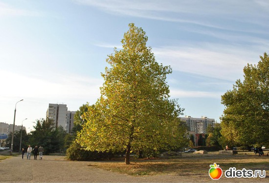 �����, ������: ���������