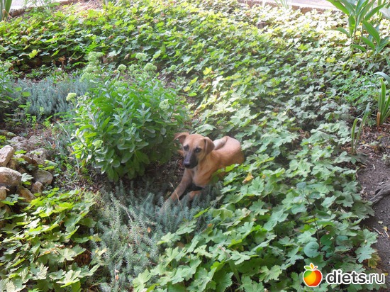 ����������� ������., ������: ���� �������������..