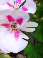 Как улучшить энергетику дома с помощью комнатных растений