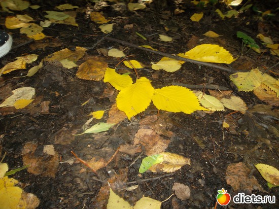 ������ ��������� ���� ������ ��������, ������: ������ 2011