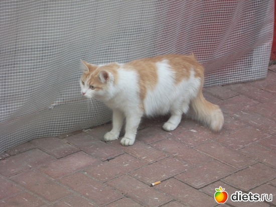 ��������� �����, ������: ������ 2011