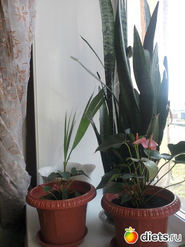 ����������, ����������� ����������,�������� ������� � �������, ������: �����