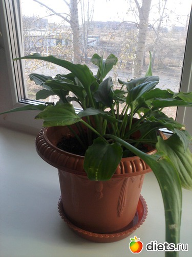 ����������, ������: �����