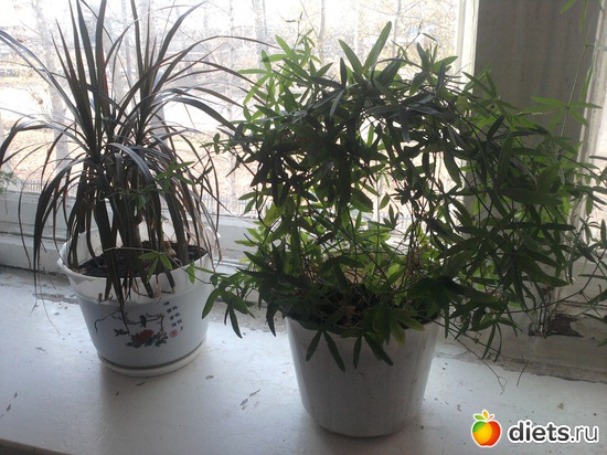 ������� ����������.����������, ������: �����