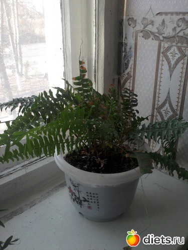 ����������, ������: �����