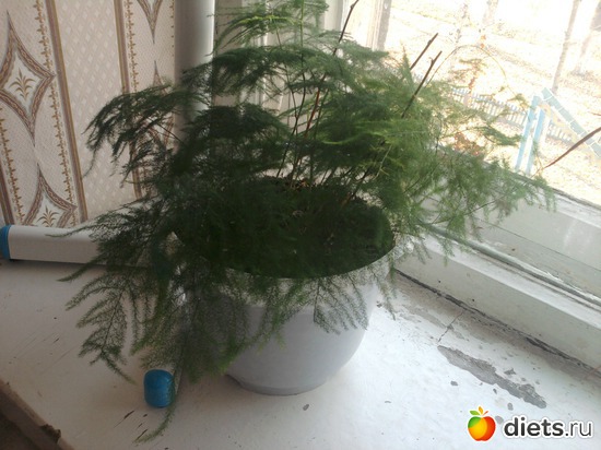 �������, ������: �����