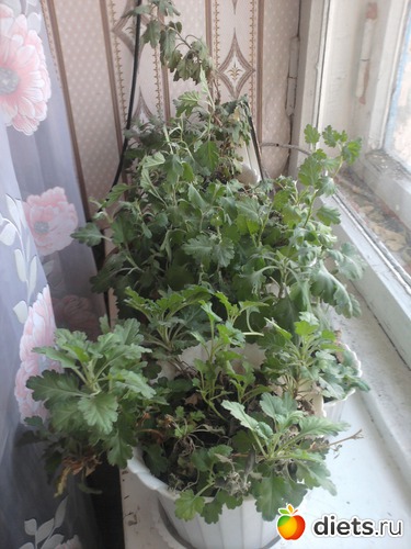 ����������, ������: �����