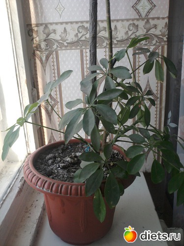 �������, ������: �����