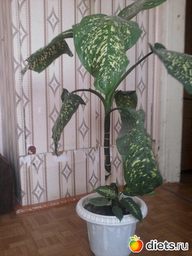 �����������, ������: �����