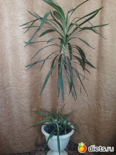 �������, ������: �����