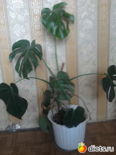 ��������, ������: �����