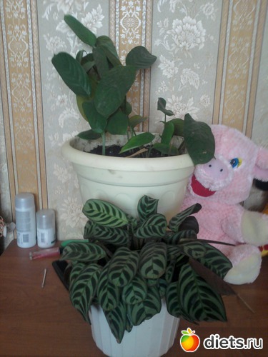 ��������,�������, ������: �����