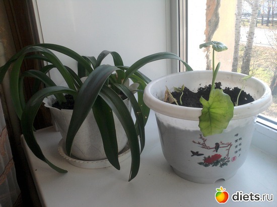 ����, ������: �����