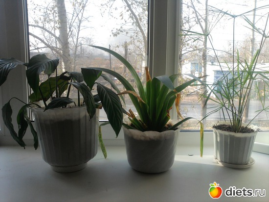 �����������,���������,�������, ������: �����