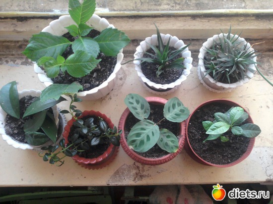 �������,����,������� ���������,��������,, ������: �����