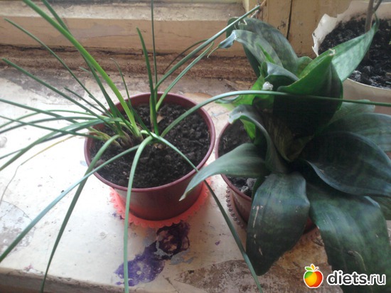 ��������,����������  ����, ������: �����