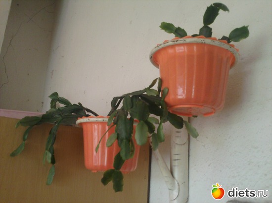 �����������,, ������: �����