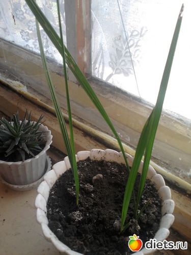 ��������.�����, ������: �����