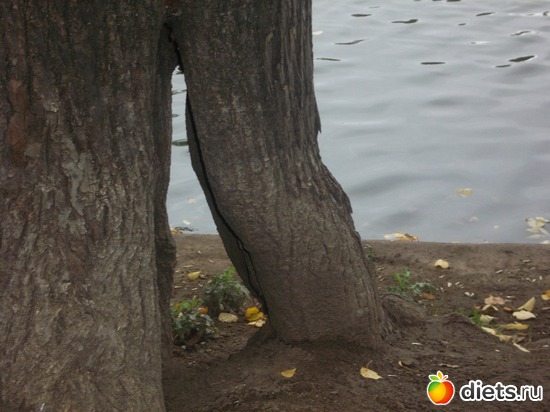 52 ����: ������ 2011