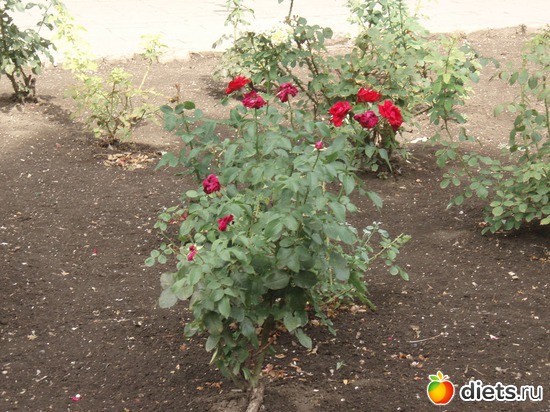 5 ����: ������ 2011���. �.����