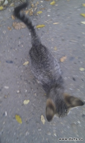 ����-1, ������: ��������