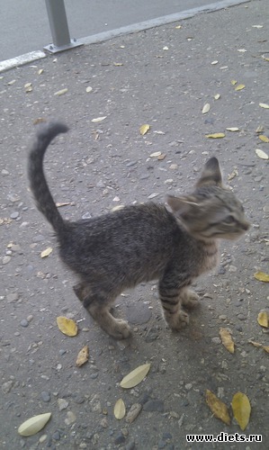 ����-2, ������: ��������