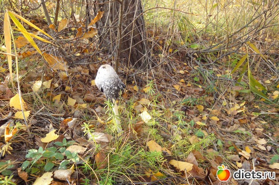 ��������,�� ��������!, ������: ������������ ���� ������� ������