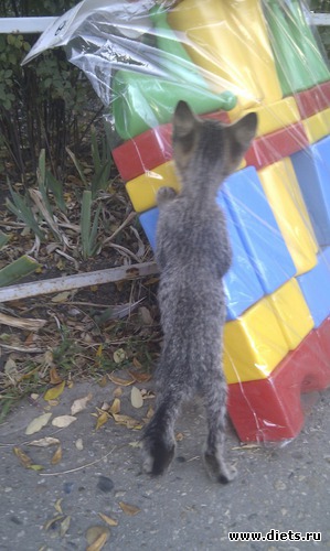 ����-3, ������: ��������