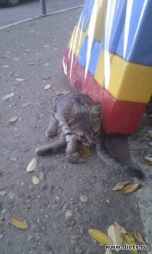 ����-4, ������: ��������