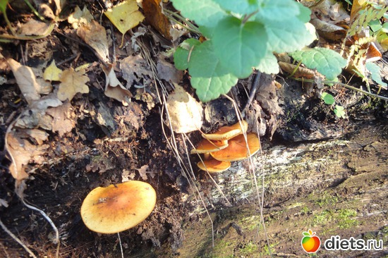 ������������., ������: ������������ ���� ������� ������