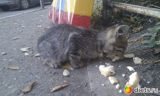 ����-5, ������: ��������