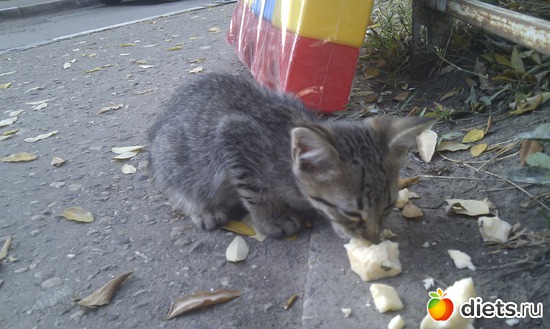 ����-6, ������: ��������