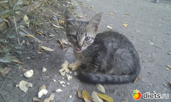 ����-7, ������: ��������