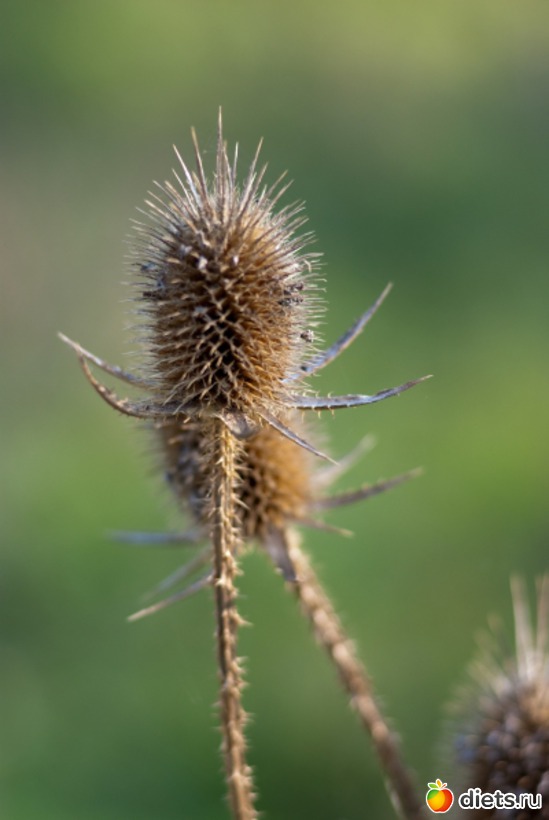 26 ����: �������������