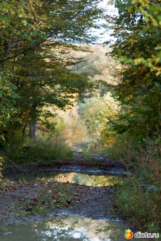 33 ����: �������������