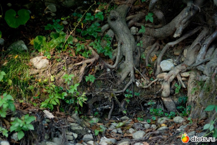 39 ����: �������������