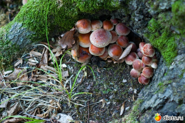 41 ����: �������������